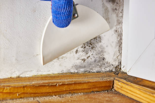 Best Environmental Consulting for Mold Prevention  in West Park, FL
